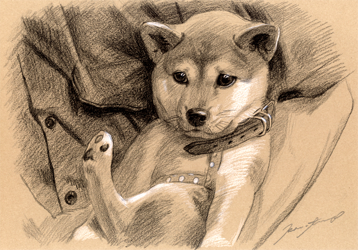 犬肖像画17