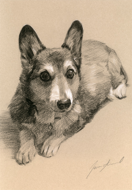 犬肖像画41