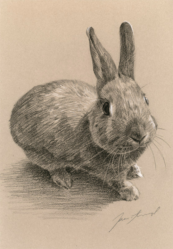 ウサギ肖像画3